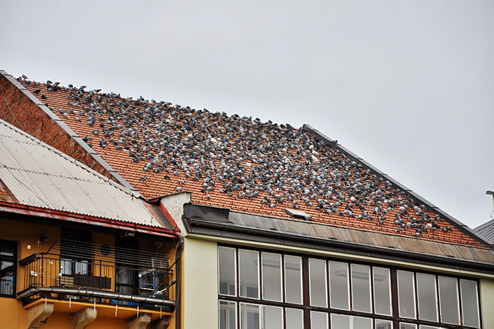 A2B Pest Control are able to install spikes to deter birds from roofs in Newcastle Under Lyme. 
