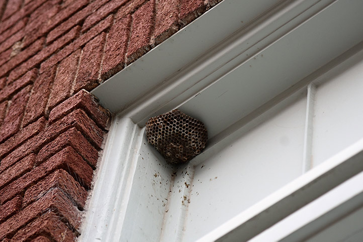 We provide a wasp nest removal service for domestic and commercial properties in Newcastle Under Lyme.